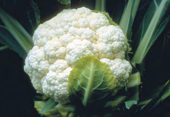 CANDID CHARM Cauliflower Seeds